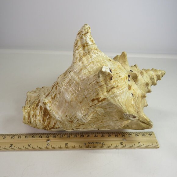 Large Real Conch Sea Shell 9x8" 6" tall has some chips Warm Tan - Picture 4 of 13